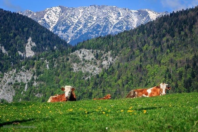 3-Day Tour from Bucharest: Transylvania Villages and Medieval Towns - What You Actually Get for $776.71 Per Person (And When It’s a Good Deal)