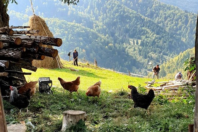 4x4 Driving Experience at Flying Altitudes - 7 Days - Day 5: Transalpina, Vidra Lake coffee, and Marginimea Sibiului food stop