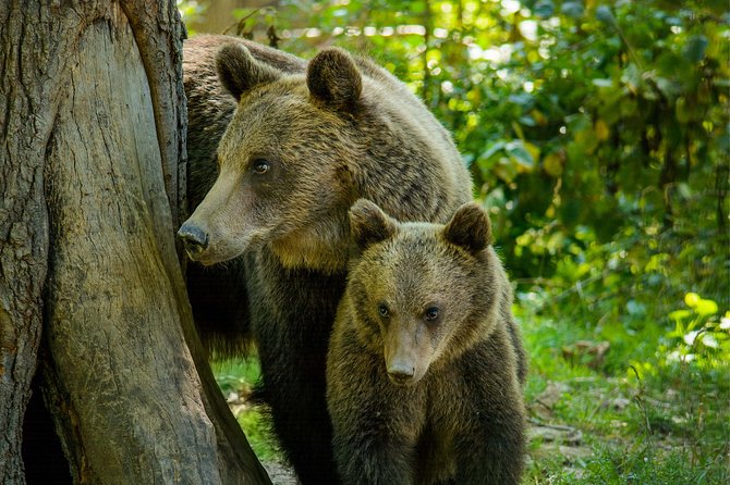 Bear Sanctuary and Dracula's Castle, 1-day Private Tour - Why the 6:30 am start matters more than you think