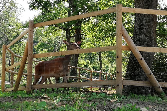 Bear Sanctuary and Dracula's Castle, 1-day Private Tour - Price and value: what you pay for, and what you still owe