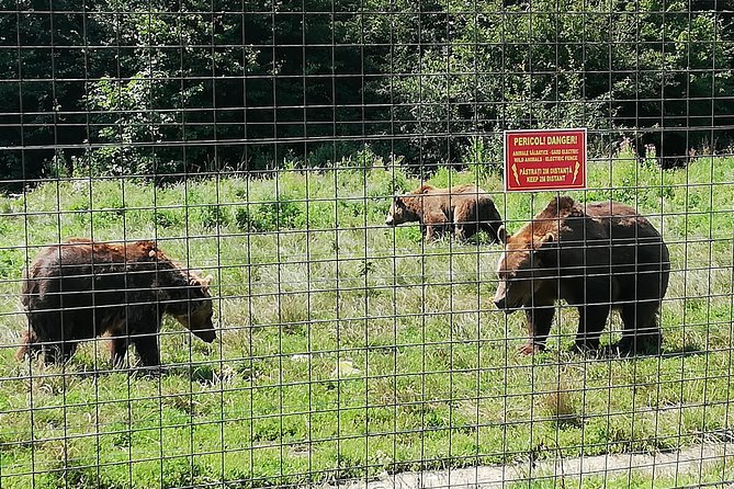 Bear Sanctuary and Dracula's Castle, 1-day Private Tour - Who this private day trip is best for