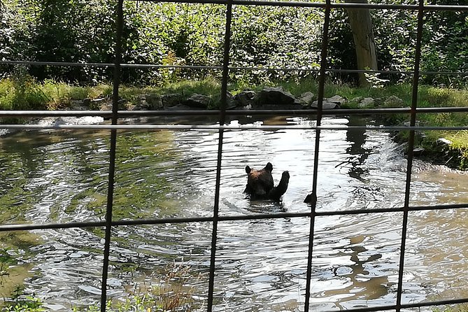 Bear Sanctuary and Dracula's Castle, 1-day Private Tour - Should you book Bear Sanctuary and Bran Castle from Bucharest?
