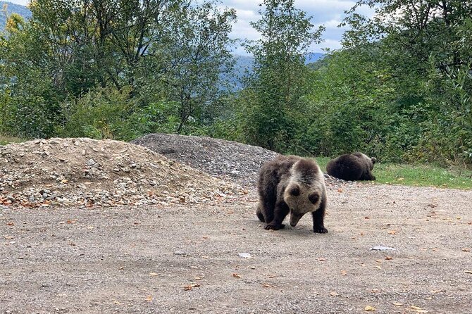 Bear Sanctuary & Rasnov Fortress - Private day tour from Bucharest - From Bucharest at 7:30 am: Private Logistics That Feel Effortless