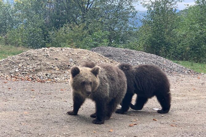 Bear Sanctuary & Rasnov Fortress - Private day tour from Bucharest - What the Best Guides Actually Do on This Day