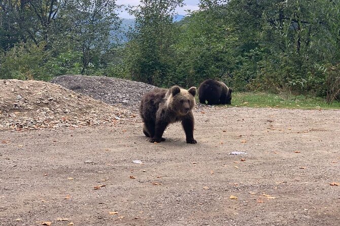 Bear Sanctuary & Rasnov Fortress - Private day tour from Bucharest - Photo Spots, Breaks, and What to Bring for Comfort