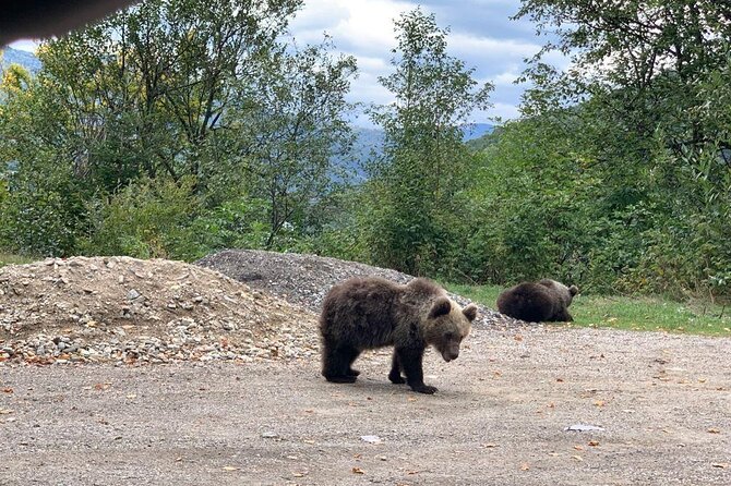 Bear Sanctuary & Rasnov Fortress - Private day tour from Bucharest - Price and Value: Why $184.62 Can Actually Make Sense