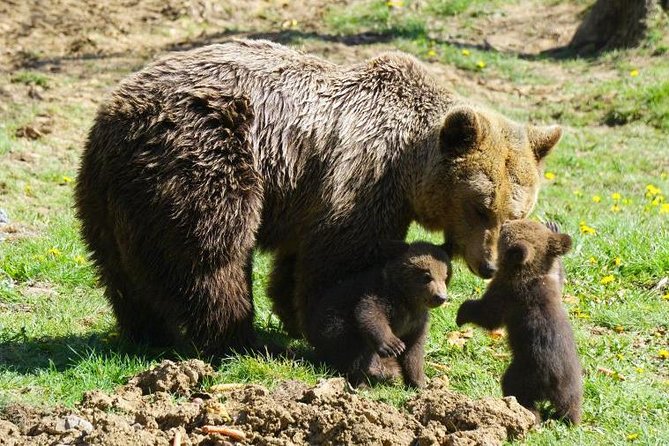 Bear Sanctuary & Rasnov Fortress - Private day tour from Bucharest - FAQ