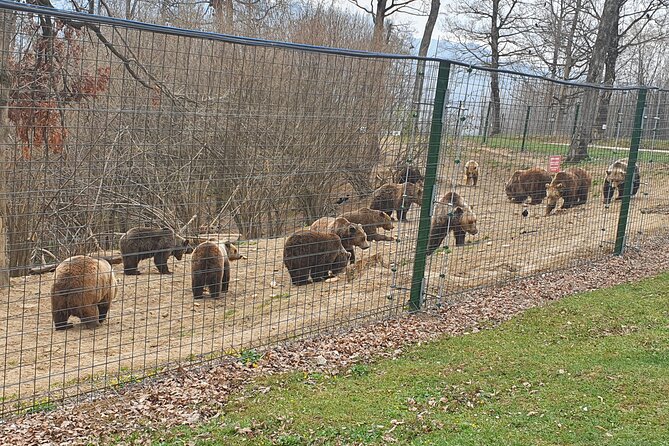 Bears Sanctuary, Dracula Castle and Brasov City - Full Day Trip from Bucharest - Stop 2: Bran Castle, Dracula lore, and what you should actually look for
