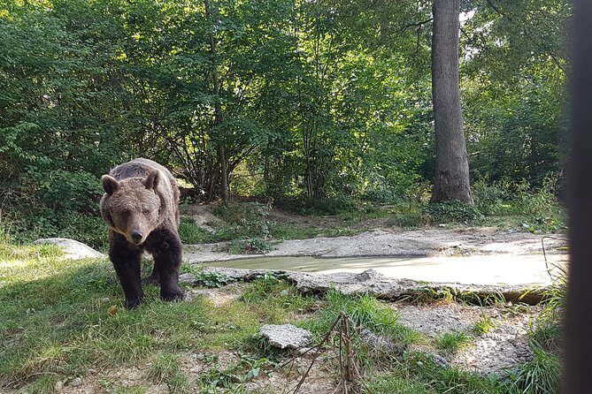 Bears Sanctuary, Dracula Castle and Brasov City - Full Day Trip from Bucharest - Transportation, pacing, and why the long day is still manageable