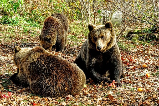 Bears Sanctuary, Dracula's Castle and Brașov City - Private Tour - Sanctuary practical tips: tickets, the under-five rule, and buying ahead