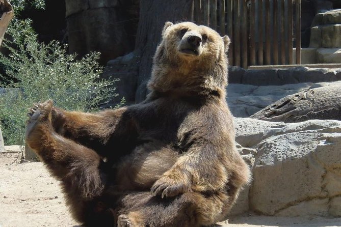 Bears Sanctuary, Dracula's Castle, Brasov Day Trip Private Tour from Bucharest - Private pickup, one car, and a plan that actually works