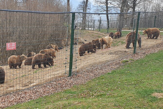 Bears Sanctuary, Dracula's Castle, Brasov Day Trip Private Tour from Bucharest - Brașov historical center: a mountain city reset after the castle