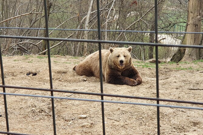 Bears Sanctuary, Dracula's Castle, Brasov Day Trip Private Tour from Bucharest - Should you book this private tour?
