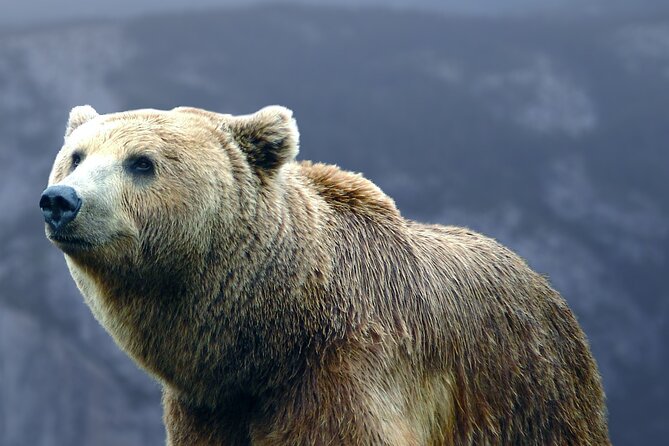 Bears Sanctuary, Dracula's Castle, Brasov Day Trip Private Tour from Bucharest - Libearty Bear Sanctuary Zărnești: what this experience does well