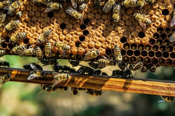 Beekeeping Day Trip| Private Guided Tour from Bucharest - Nicolas and the idea of learning from bees