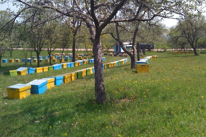 Bees Adventure in Romania - Private Day Trip from Bucharest - The beekeeping lesson: behavior first, not just honey talk