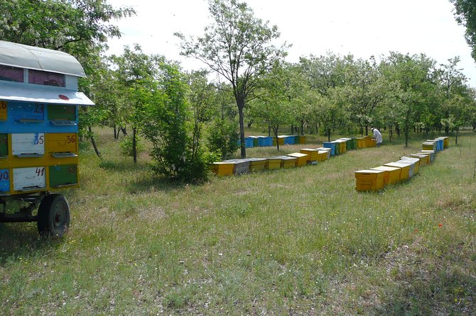 Bees Adventure in Romania - Private Day Trip from Bucharest - What to expect with a private 10 to 12 hour format