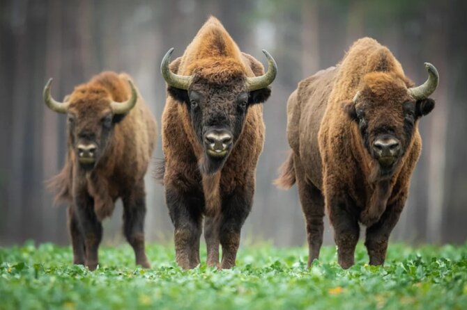 Bison Sanctuary, Vlad the Impaler Princely Court & Dracula Grave - Key Highlights You’ll Care About