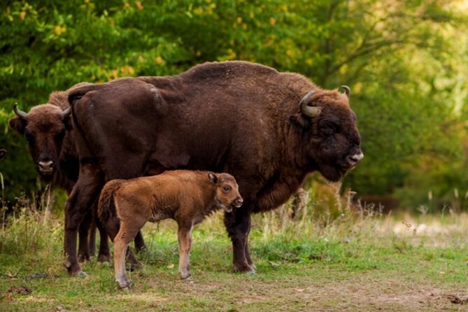 Bison Sanctuary, Vlad the Impaler Princely Court & Dracula Grave - Neagra Bison Reservation: Why This 1-Hour Stop Feels Big