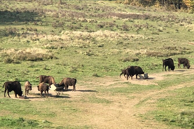 Bison Sanctuary, Vlad the Impaler Princely Court & Dracula Grave - Guide Power: How Bogdan and Sebastian Bring the Day Together