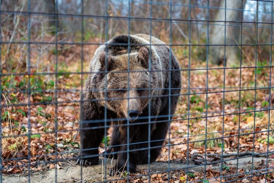 Bucharest: Bran Castle and Bear Sanctuary Small-Group Tour - Price and value: what $145 covers, and what you should budget extra