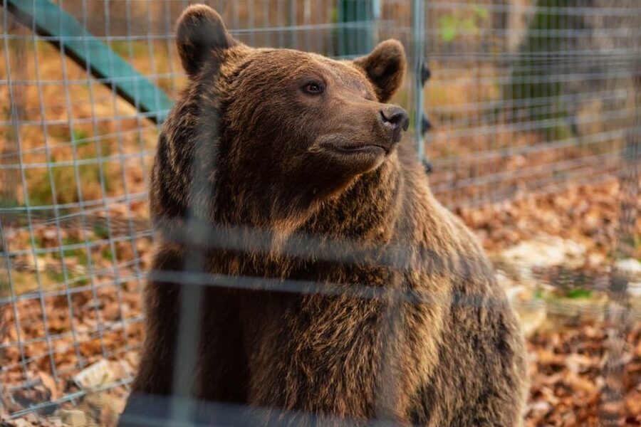 Bucharest: Bran Castle and Bear Sanctuary Small-Group Tour - The Carpathian Mountain drive, coffee stops, and guided context