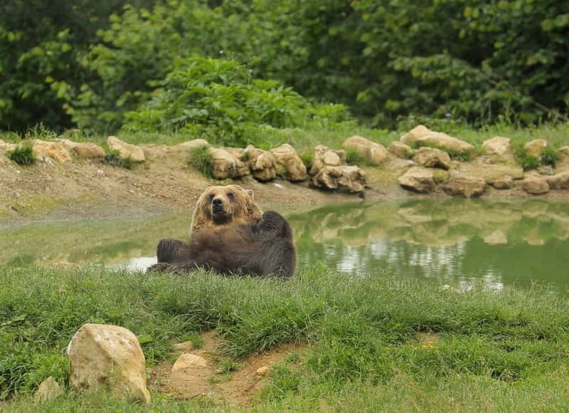 Bucharest: Day Trip to Bear Sanctuary, Bran Castle & Brasov - A 12-hour Transylvania hit, with three moods in one day