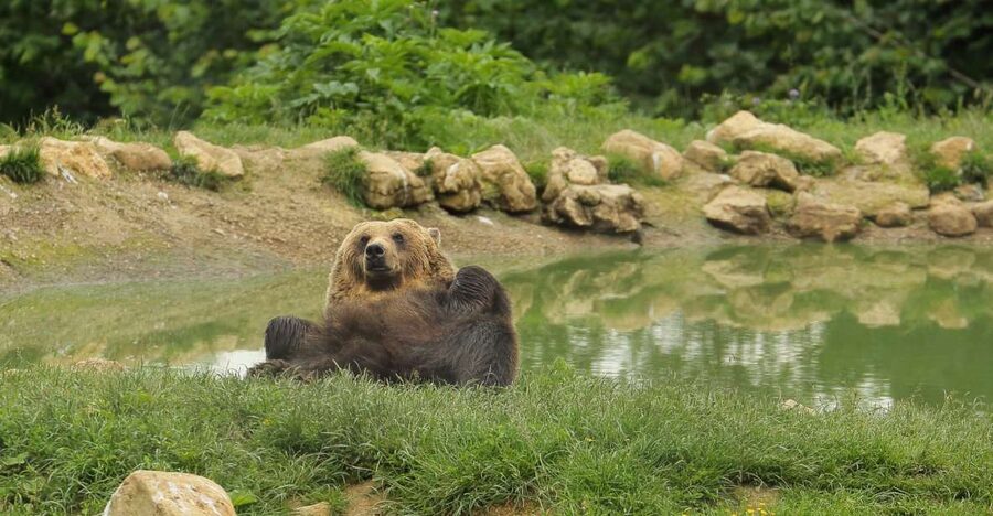 Bucharest: Day Trip to Bear Sanctuary, Bran Castle & Brasov - Bran Castle, Dracula’s Castle: what the guided visit delivers