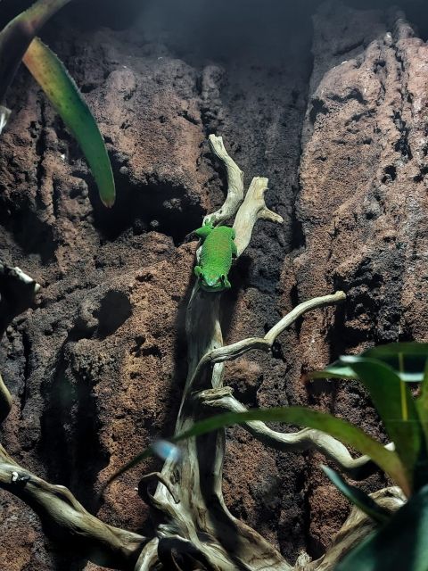Bucharest: Reptiland Bucharest Entry Ticket - Face-to-face with reptiles in customized terrariums