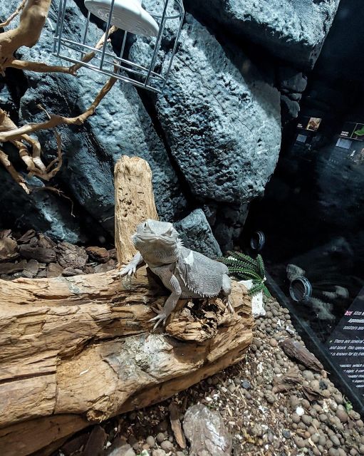 Bucharest: Reptiland Bucharest Entry Ticket - The biggest python in Romania, and why it matters