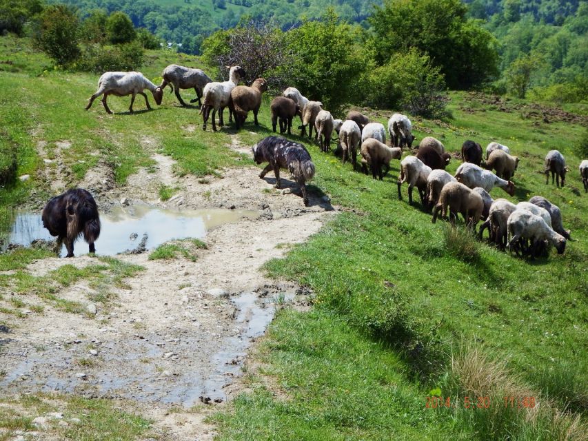 Bucharest: Slanic Salt Mine & Carpathian Mountains Day Tour - Key Points You’ll Care About