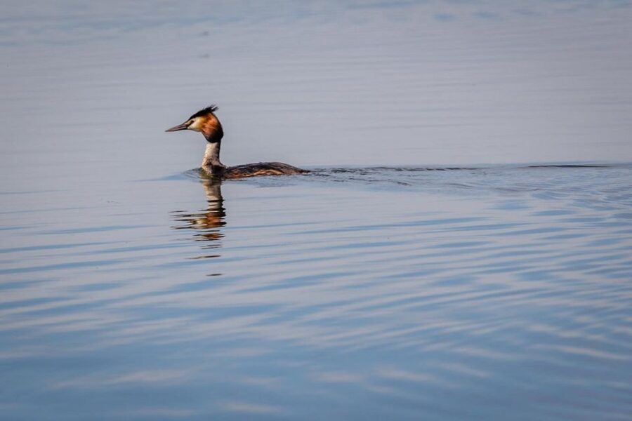 Danube Delta - 2-Day Tour from Bucharest - Key things to know before you go