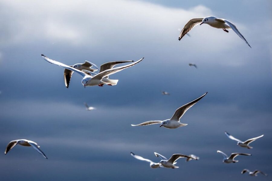 Danube Delta - 2-Day Tour from Bucharest - Why the Danube Delta feels different from a typical tour