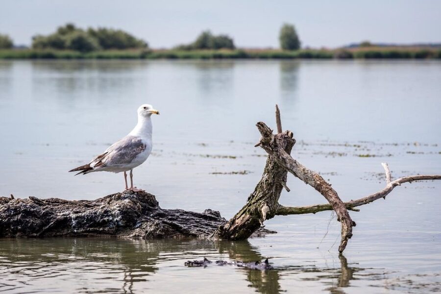 Danube Delta - 2-Day Tour from Bucharest - Tulcea: ancient harbor town on seven hills