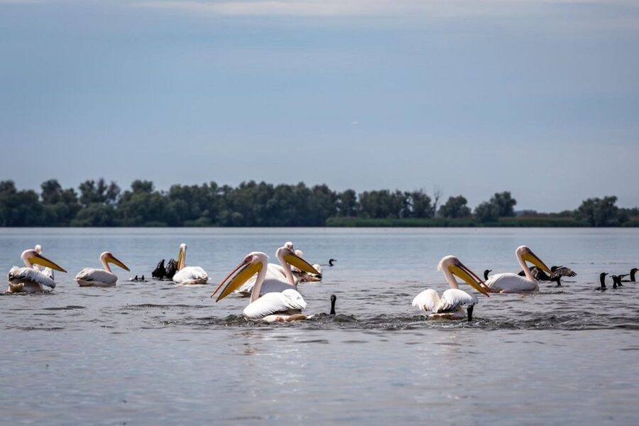 Danube Delta - 2-Day Tour from Bucharest - Your Delta boat trip for bird watching or fishing