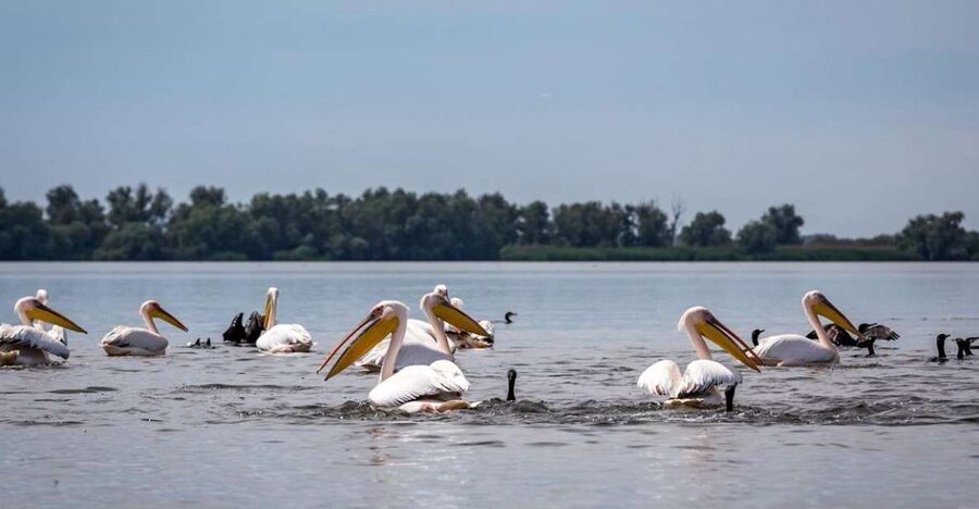 Danube Delta - 2-Day Tour from Bucharest - Overnight in a Danube Delta hotel or guest house