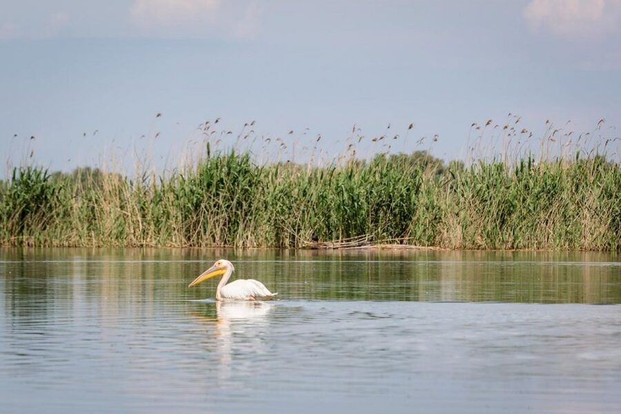 Danube Delta - 2-Day Tour from Bucharest - Day 2: Delta back through Tulcea to Bucharest