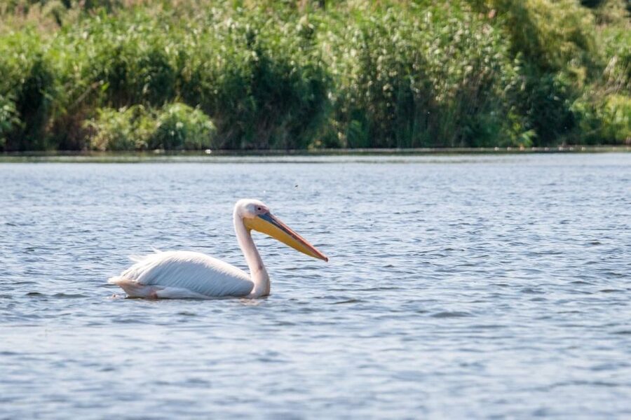 Danube Delta - 2-Day Tour from Bucharest - Day 1: Bucharest to Constanta, then Tulcea, then the Delta