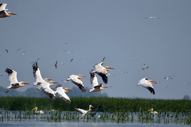 Danube Delta and Black See - 2 Days Private Tour from Bucharest - Meals on the tour: included lunch, one lunch/dinner not included