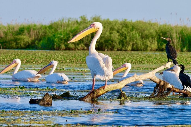 Danube Delta and Black See - 2 Days Private Tour from Bucharest - Overnight in Tulcea: why that 4-star stop is the smart part of the plan