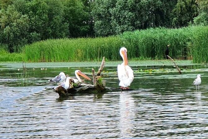 Danube Delta - Private Tour with Boat Trip & Traditional Lunch - The boat cruise: what you are buying, what you must plan for