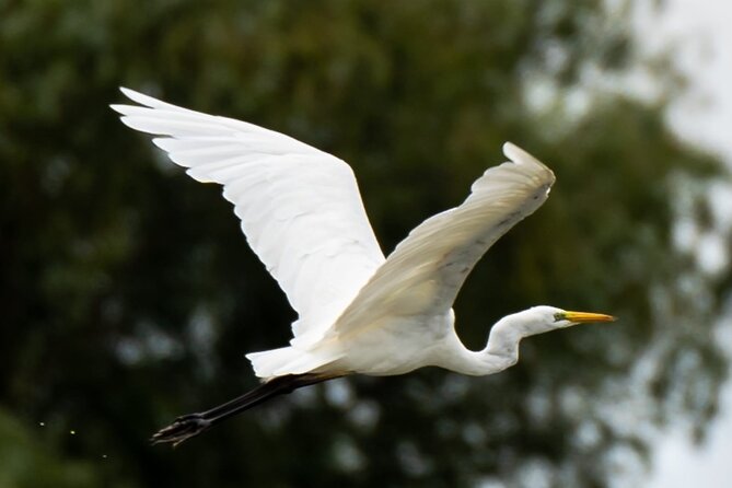 Danube Delta - Private Tour with Boat Trip & Traditional Lunch - Lunch in the delta: traditional food, extra cost, and messy fun