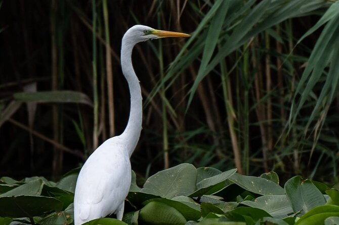 Danube Delta - Private Tour with Boat Trip & Traditional Lunch - Stops beyond the water, and why they still help