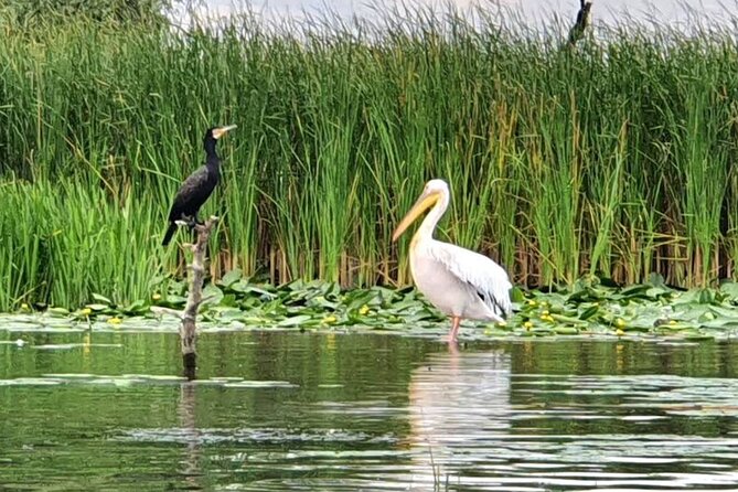 Danube Delta - Private Tour with Boat Trip & Traditional Lunch - Price and value: what $227.70 really covers
