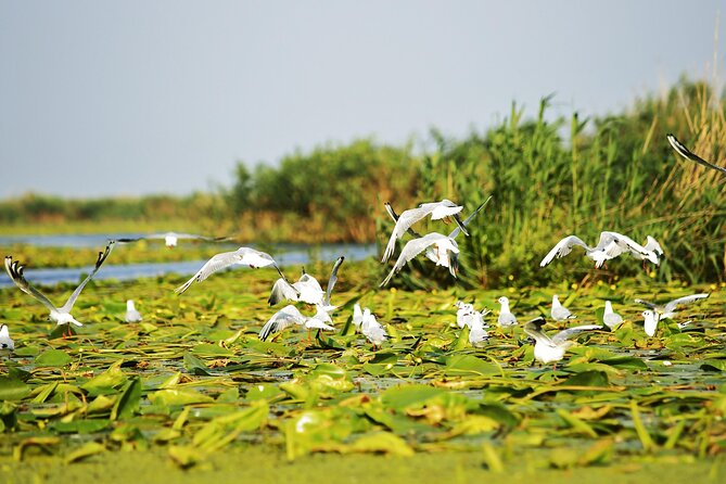 Day Trip from Bucharest to Danube Delta - Why the Danube Delta boat time is the whole point