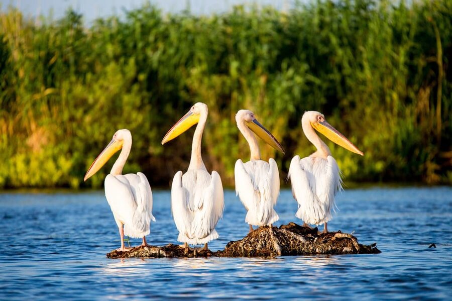 From Bucharest: Day Trip to Danube Delta - Danube Delta day trips from Bucharest: why this one works