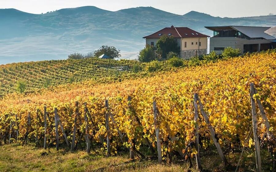 From Bucharest: Exclusive Dealu Mare Wine Tasting Tour - Lacerta Winery: modern facilities with gravitational winemaking