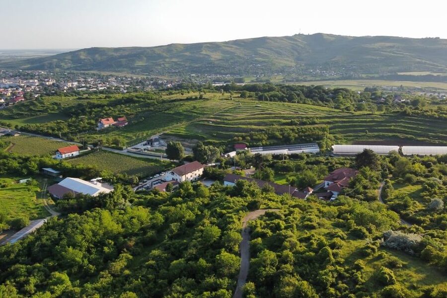 From Bucharest: Exclusive Dealu Mare Wine Tasting Tour - The Old Wine Road drive, manors, and why the scenery matters