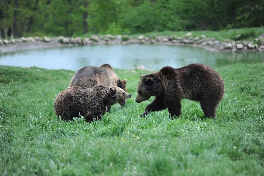 From Bucharest: Libearty Bear Sanctuary and Dracula's Castle - Lunch and regional street food, how to budget your day