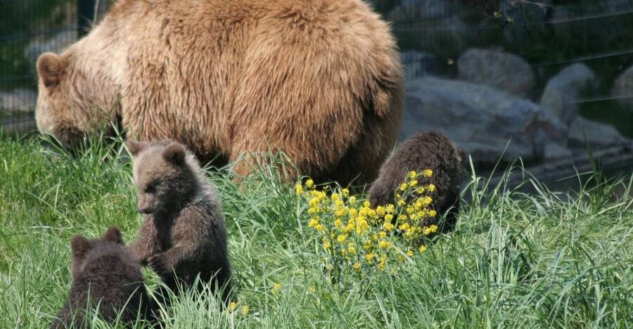 From Bucharest: Libearty Bear Sanctuary and Dracula's Castle - Before you go: practical checklist